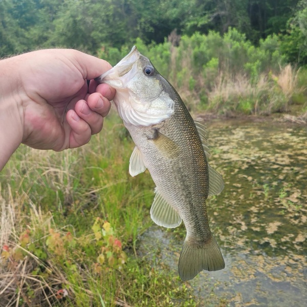 Stocked fishing pond at Southern Pines RV Park