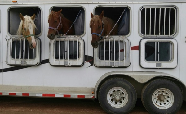 Horse trailer and RV at equestrian event